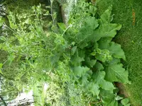 unbek.Pflanze.webp