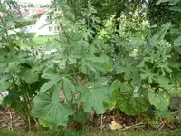unbek.Pflanze 1.webp