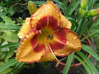 exotic isle_1067x800.JPG