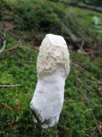 005_600x800.webp