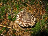 007_1067x800.JPG