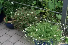 Einjährige5617.webp