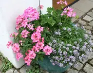 Einjährige4417.webp