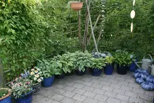 Hostaparade1117.webp