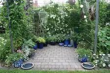 Hostaparade1417.webp