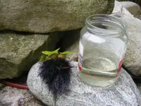 Teichwasser.jpg