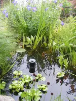 Teichwasser2.webp