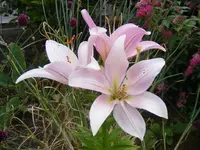 Lilie.webp