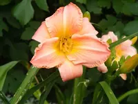 Taglilie orange.webp