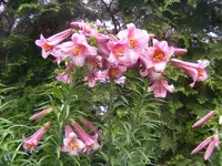Riesenbaumlilien1.webp