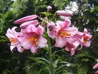 Riesenbaumlilien2.webp