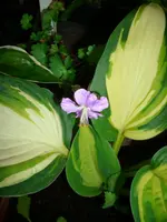 DSCI0353.webp