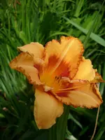 DSCI0354.webp