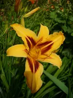 DSCI0355.webp