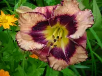 DSCI0359.webp