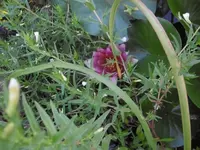 P1010206seerose.webp