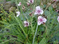 P1010205schwanenblume.webp