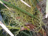 P1010203palme.webp