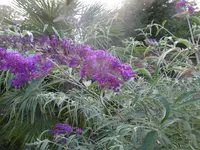 P1010202schmetterlingsflieder.webp