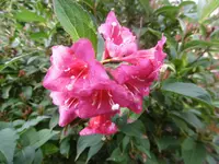 P1010198Weigelie.webp