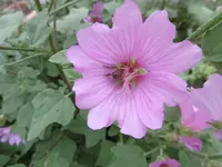P1010197malve.webp