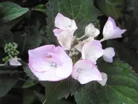 P1010211hortensie.webp