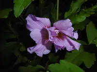 P1010214hibiskus.webp