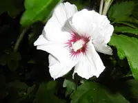 P1010213hibiskus.webp