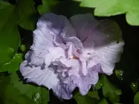 P1010208hibiskus.webp