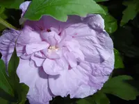 P1010207hibiskus.webp