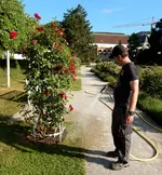 Beim händisches Gießen im Schloßparterre des Rosariums Baden.webp