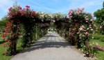 Die Rosen-Pergola im Rosarium Baden.jpg