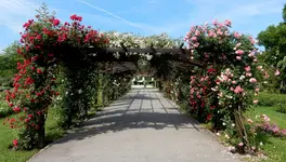 Die Rosen-Pergola im Rosarium Baden.webp