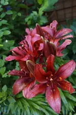 _DSC1781.webp