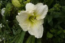 _DSC1803.webp