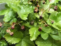BILD7404.webp