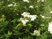 BILD7422.webp