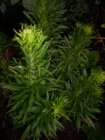 DSCI0361.jpg