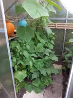 IMG_20170702_150803.webp