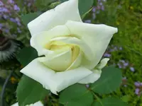 CIMG3905.webp