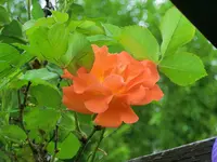 CIMG3914.webp