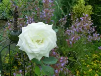 CIMG3923.webp