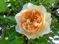 CIMG3934.webp