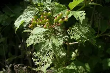 IMGP1306.webp