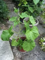 BILD7436.webp