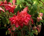 Fuchsie_Bella Rosella_rosa_pink_grün_makro_900.JPG