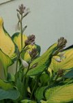 Hosta panaschiert_Blüten_makro_800.JPG