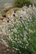 Lavendel_weiss und blau_makro_800.webp