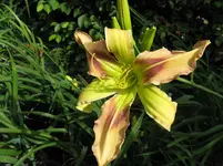 triade_1067x800.JPG