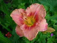 DSCI0364.webp